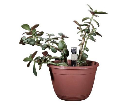 Moduł czujnika wilgotności gleby z alarmem